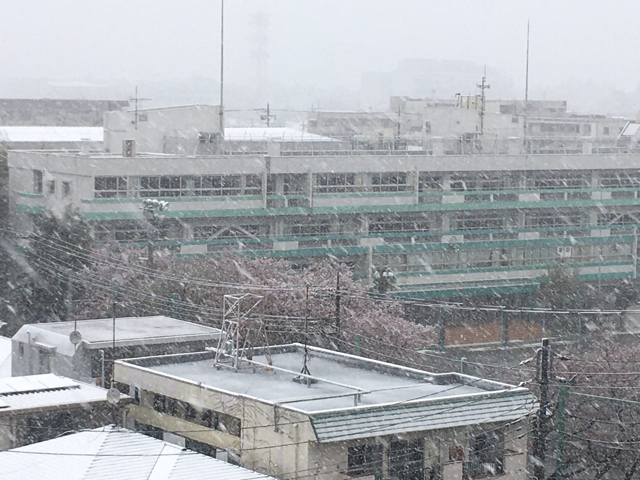 大雪警報！！桜と雪のコラボは綺麗ですが・・JR中央線など電車の遅延も注意してください。