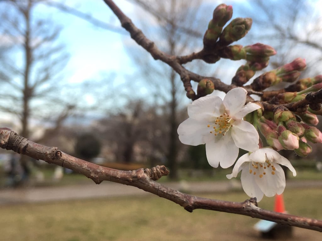 都立武蔵国分寺公園の2020年3月15日(日)現在の桜の開花状況は？！