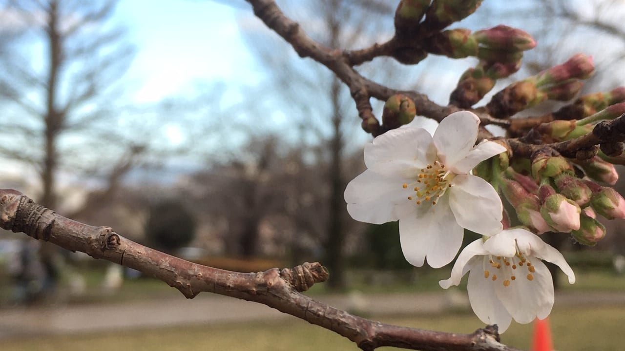 都立武蔵国分寺公園の2020年3月15日(日)現在の桜の開花状況は？！