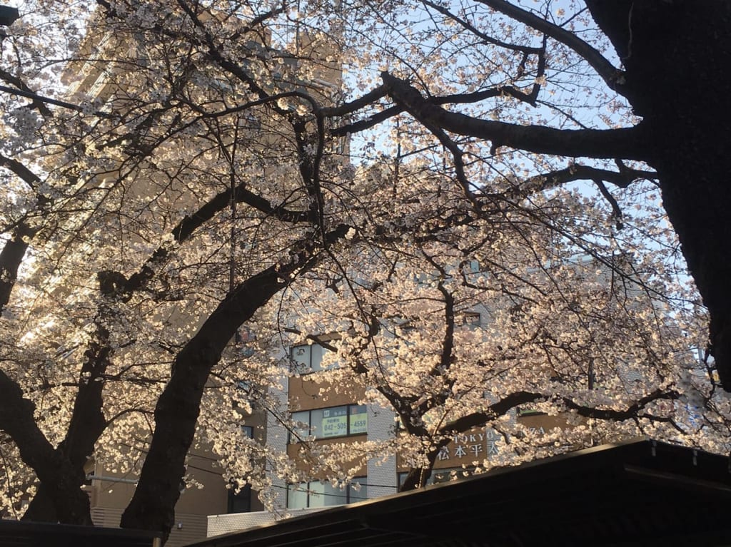 国立市大学通りの桜開開花情報2020年！(3/14現在)
