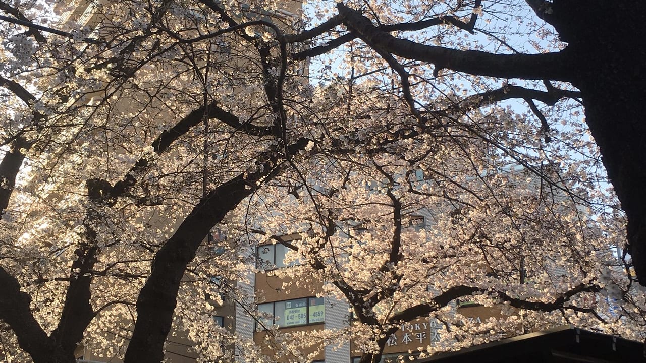 国立市大学通りの桜開開花情報2020年！(3/14現在)