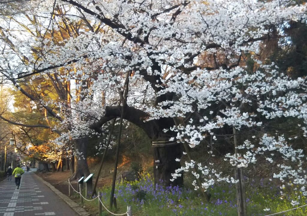 ライトアップも綺麗♪国立駅前の大学通りの桜は今何分咲き？2021年の見頃はいつ・・・？！